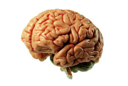 Brain Model