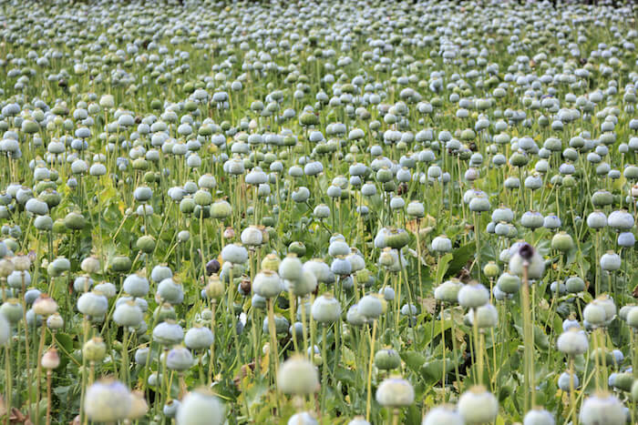 Opium Fields