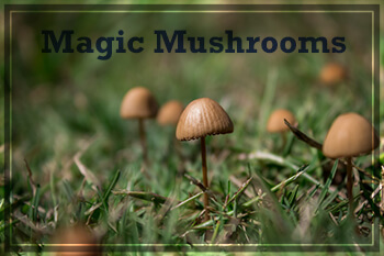 Magic mushrooms that contain psilocybin