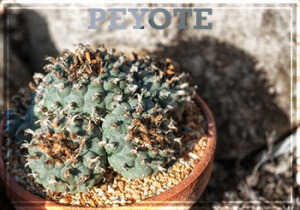 Effects of Peyote, Mushrooms and Psychedelics | What You ...