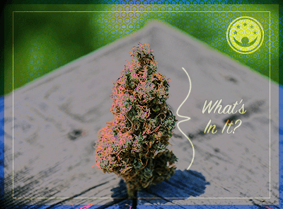 What Can Marijuana Be Laced With?