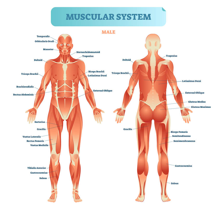 Effects Dangers Of Substance Abuse On The Muscular System