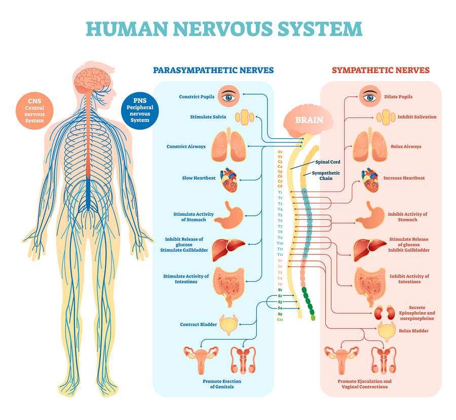How Can The Nervous System Be Affected By Prolonged Substance Abuse