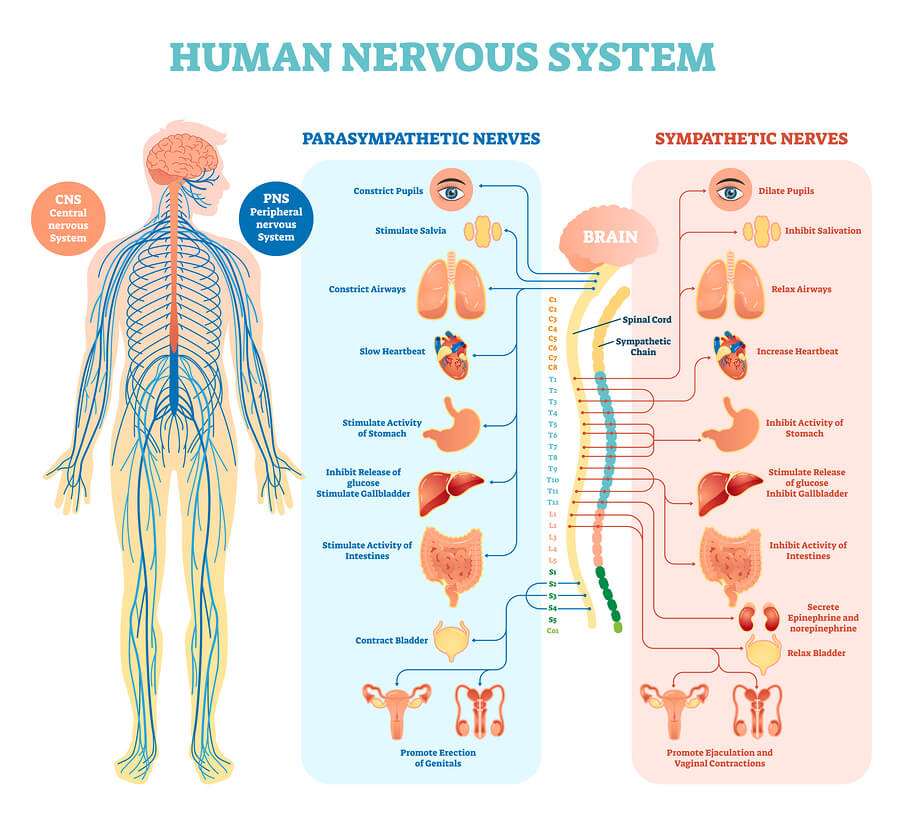 nervous system for kids diagram