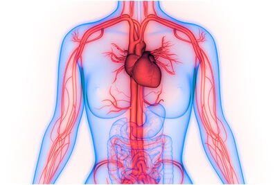 human circulatory system for kids