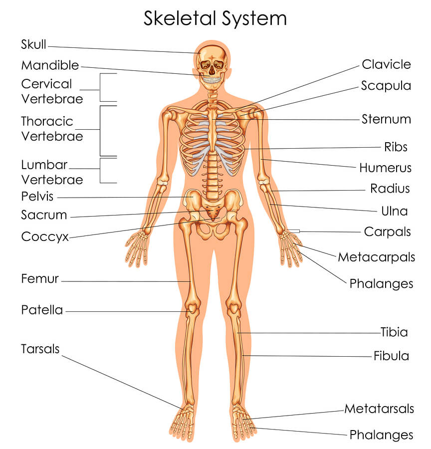 how-drugs-alcohol-affect-the-skeletal-system
