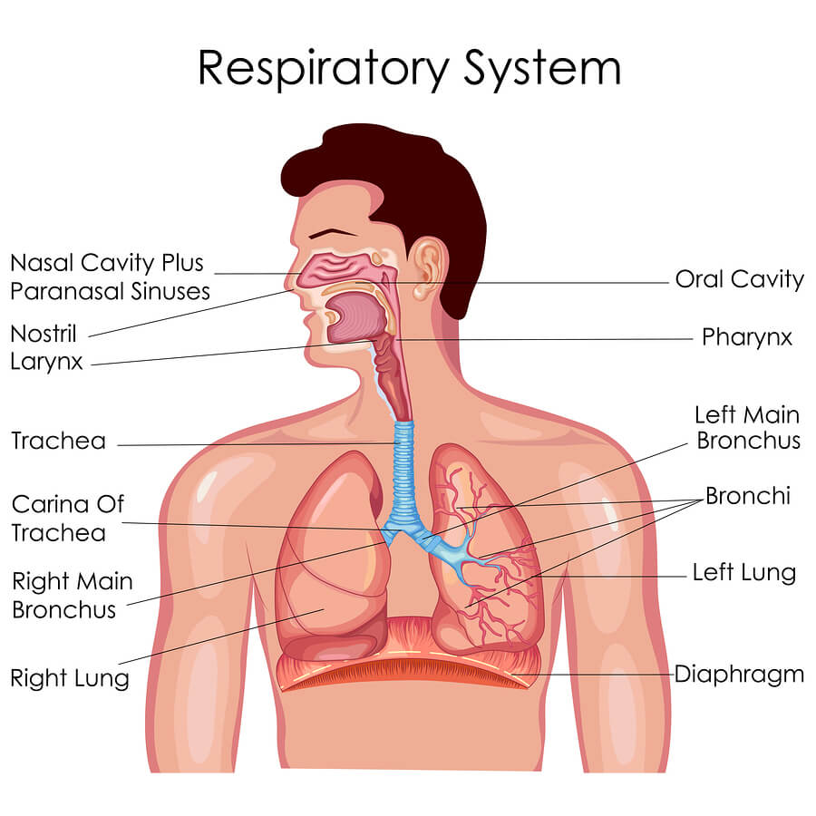 What Drugs Can Cause Breathing Problems Substance Abuse On The Respiratory System