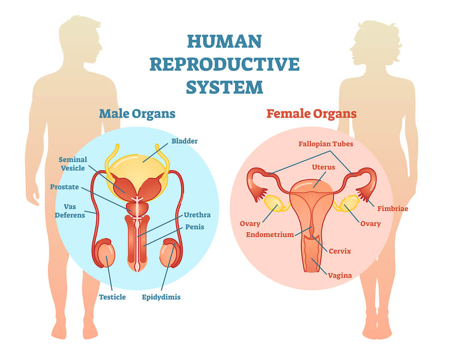 What Are The Effects Of Reproductive Health