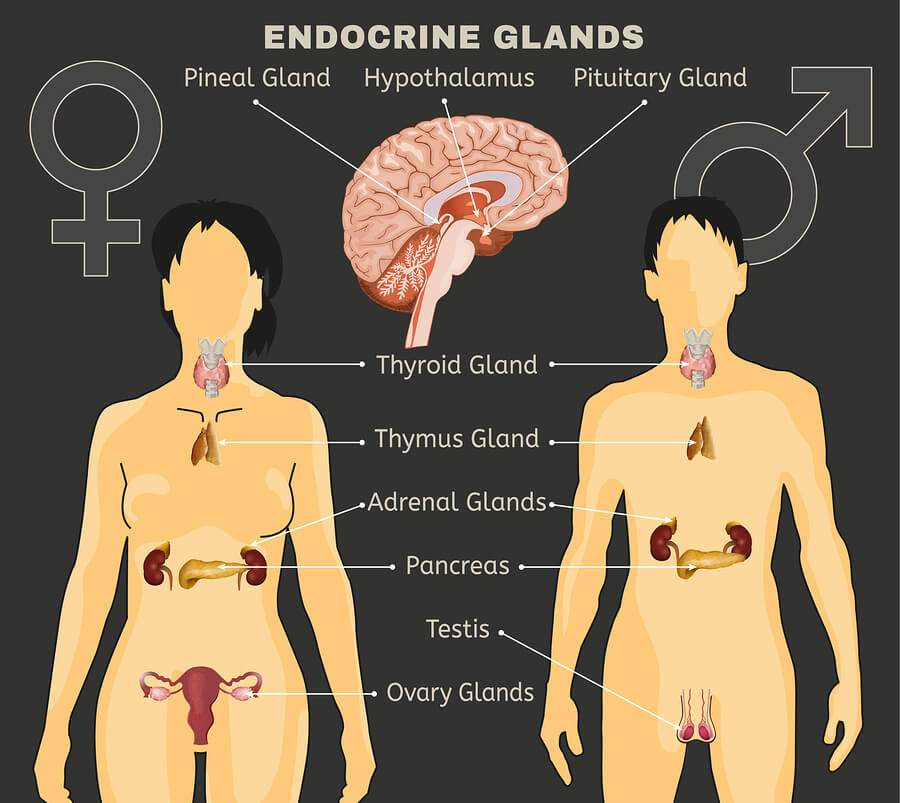 How Do Drugs Alcohol Affect the Endocrine System