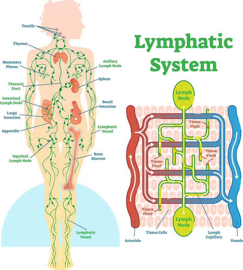 Effects of Substance Abuse on Lymph Nodes Swelling Blockages Pain