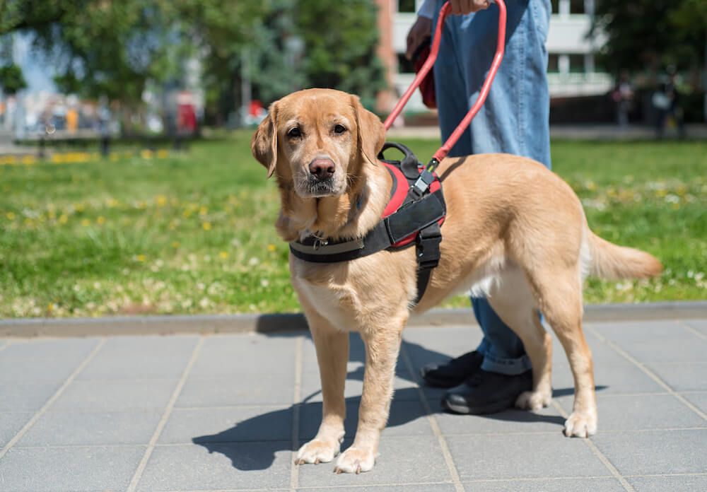 Everything You Need to Know About Being in Las Vegas With Your Service Dog  - Service Dog Certifications