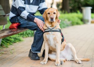 are service dogs in training allowed in apartments